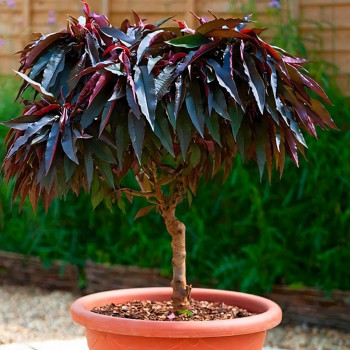 Саженцы Персик колоновидный Хоней Ред