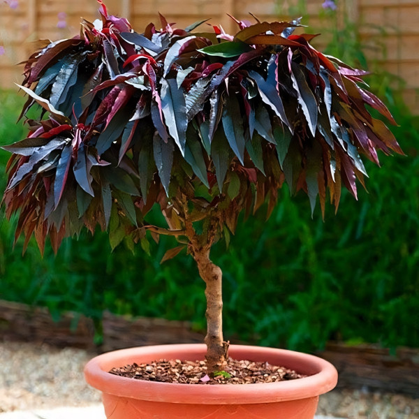 Саженцы Персик колоновидный Хоней Ред