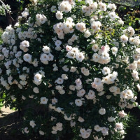 Саженцы Роза плетистая Вайс Вольке