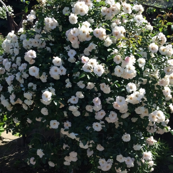 Саженцы Роза плетистая Вайс Вольке