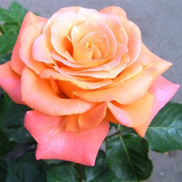 Саженцы Роза чайно-гибридная Экзотика