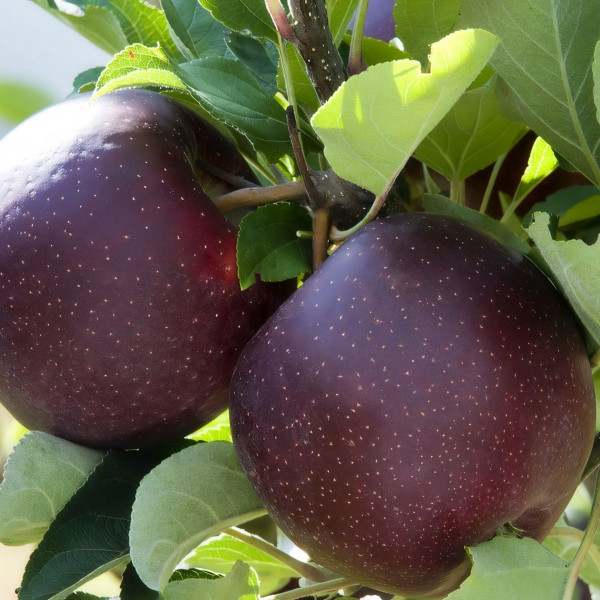 Саженцы Яблоня Блэк Даймонд