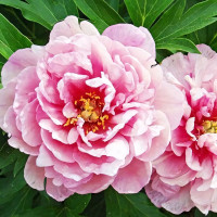 Саженцы Пион Pink Double Dandy (Пинк Даубл Денди)