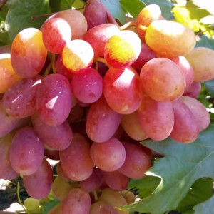 Саженцы Виноград Гурман ранний