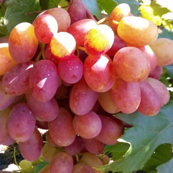 Саженцы Виноград Гурман ранний