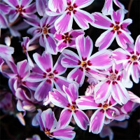 Саженцы Флокс шиловидный Kimono (Кимоно)