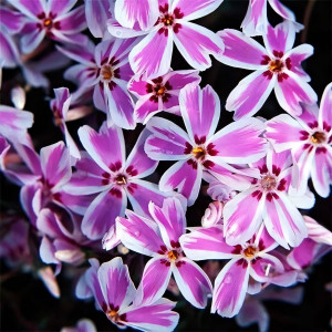 Саженцы Флокс шиловидный Kimono (Кимоно)