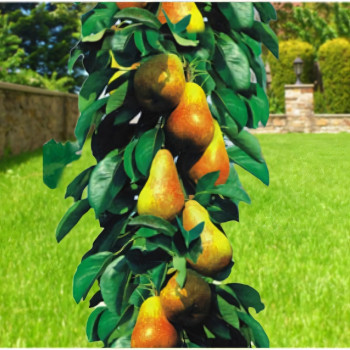 Саженцы Груша колоновидная Величие