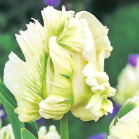 Луковицы Тюльпан попугайный Супер Пэррот (в упаковке - 3шт.)