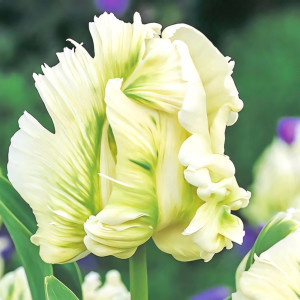 Тюльпан попугайный Супер Пэррот (в упаковке - 3шт.)