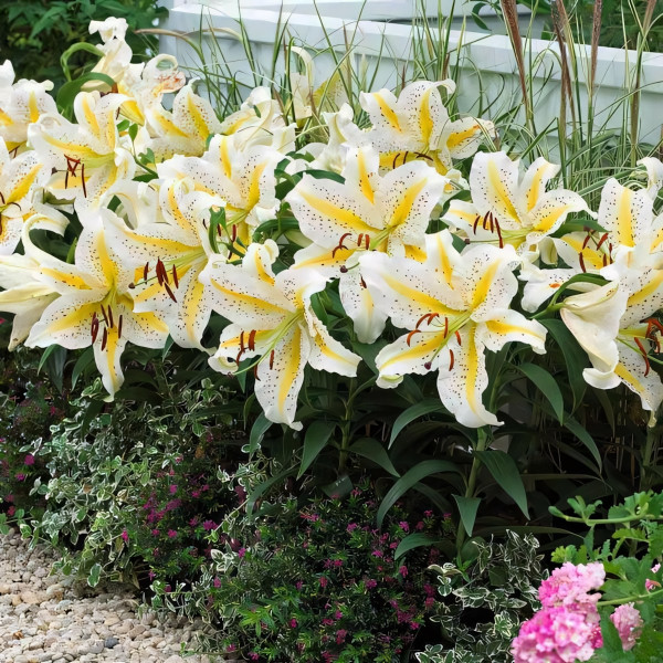 Луковицы  Лилия восточная Auratum Gold Band (Аур. Голд Бенд) (3шт.)