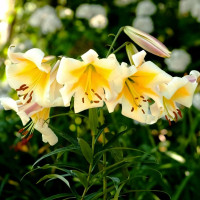 Луковицы Саженцы Лилия ОТ гибрид Miss Peculiar (Мисс Пекулияр) (3шт.)