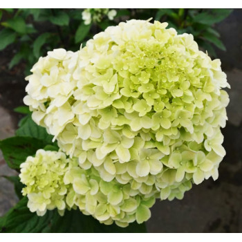 Гортензия метельчатая Diamantino (Диамантино)