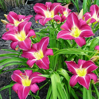 Саженцы Лилейник Lavender Deal (Лавендер Диал)