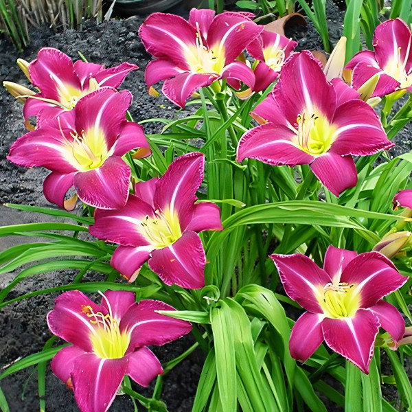 Саженцы Лилейник Lavender Deal (Лавендер Диал)