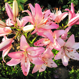  Лилия азиатская Rosella's Dream (Розеллаз Дрим)