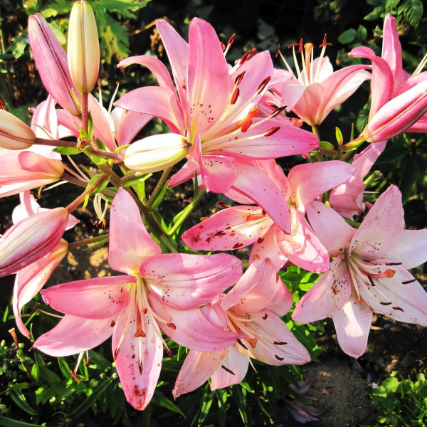 Луковицы  Лилия азиатская Rosella's Dream (Розеллаз Дрим) (3шт.)