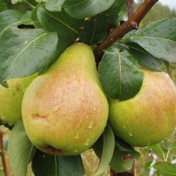 Саженцы Груша Москвичка