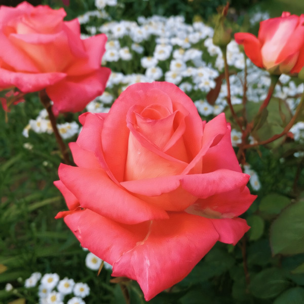 Саженцы Роза чайно-гибридная Фольклор