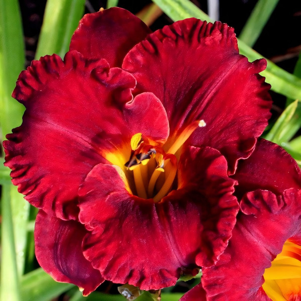 Саженцы Лилейник Lil'Red Wagon (Лиль Рэд Вагон)