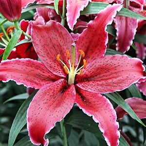  Лилия восточная Black Belt (Блэк Белт)