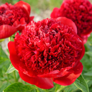 Пион травянистый Мадам Годишо