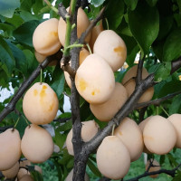 Саженцы Слива Золотая Капля