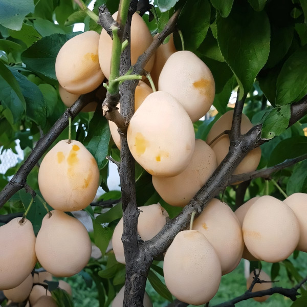 Саженцы Слива Золотая Капля