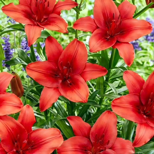 Луковицы  Лилия азиатская Red Highland (Рэд Хайленд) (3шт.)