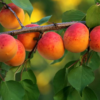 Саженцы Персик колоновидный Сувенир