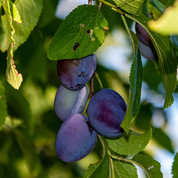 Саженцы Слива Богатырская
