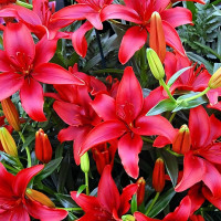 Луковицы  Лилия азиатская Black Out (Блек Аут) (3шт.)