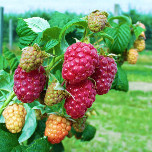 Саженцы Малиновое дерево Краса