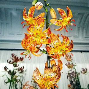  Лилия Sunny Morning (Санни Монинг)