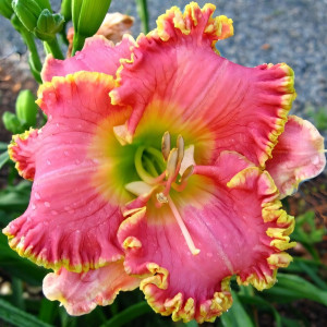 Саженцы Лилейник Divas Choice (Дивас Чойс)