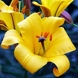  Лилия трубчатая Yellow Planet (Йеллоу Планет)