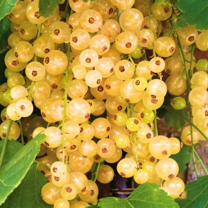 Саженцы Смородина золотистая Супер Бланка