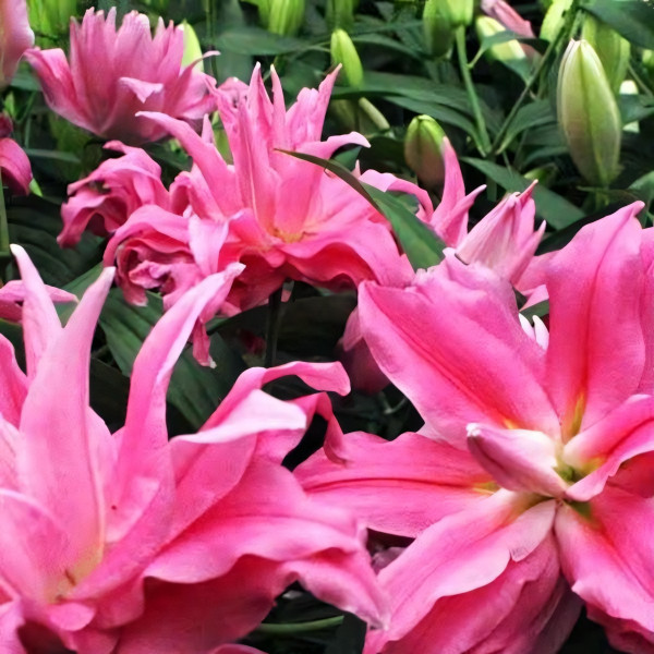 Луковицы  Лилия восточная Kadango (Каданго) (3шт.)