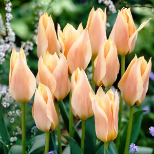Тюльпан Грейга Фур Элиз (в упаковке - 3шт.)