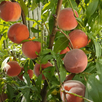 Саженцы Персик Даймонд Принцесс