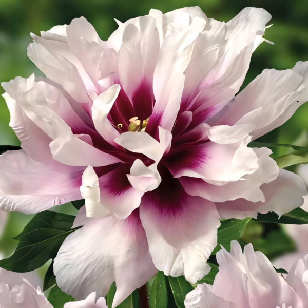 Саженец Пион (Ито-гибрид) Кора Луиза