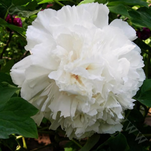 Саженцы Пион Корона из Бисера