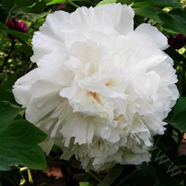 Саженцы Пион Корона из Бисера