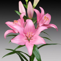 Луковицы  Лилия Jomi (Джоми) (3шт.)