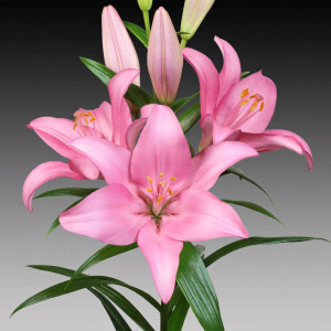  Лилия Jomi (Джоми)