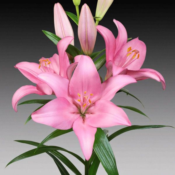 Луковицы  Лилия Jomi (Джоми) (3шт.)