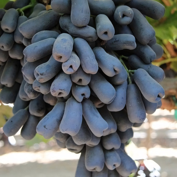 Саженцы Виноград Капли луны