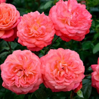 Саженцы Роза флорибунда Квин оф Хартс