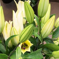 Луковицы  Лилия азиатская P413 (TA 7090-575) (P413) (3шт.)