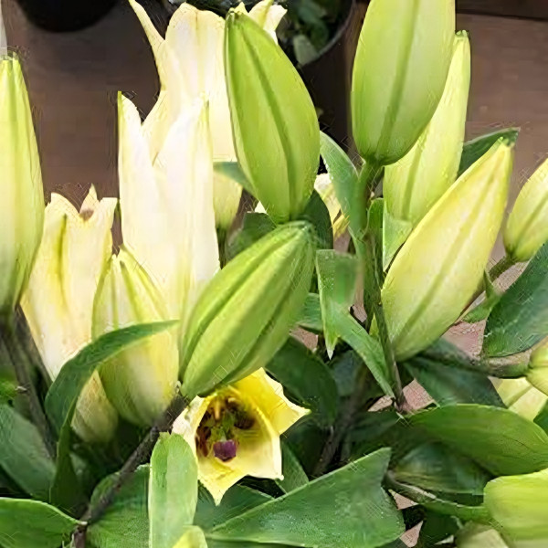 Луковицы  Лилия азиатская P413 (TA 7090-575) (P413) (3шт.)